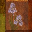 Title: White Iris IIArtist: Adam Guan Medium: Acrylic on CanvasImage Number: FA 0652 AG Size: 20 x 20