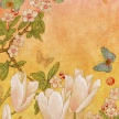 guan_chinese_magnolia