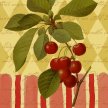 botanical_fruit_cards_cherries