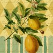 botanical_fruit_cards_lemon