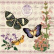 Title: Butterfly Botanical II Artist: Studio Voltaire Medium: DigitalImage Number: BT 0309 SVSize: 20 x 20