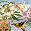 
	Title: Easter Lily Botanical I
	Artist: Studio Voltaire
	Medium: Digital 
	Image Number: BT 0240 SV 
	Size: 16 x 20