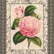 grand_botanical_camellia