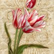 Title: Heirloom Tulips IArtist: Adam GuanMedium: Mixed MedialImage Number: BT 0154 AG Size: 18 x 24