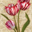 Title: Heirloom Tulips IIArtist: Adam GuanMedium: Mixed MedialImage Number: BT 0155 AG Size: 18 x 24
