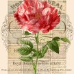 Title: Love Letters Botanical IIArtist: Studio Voltaire Medium: DigitalImage Number: BT 0151 SV Size: 20 x 24