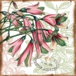 
	Title: Macro Botanicals Lily
	Artist: Studio Voltaire
	Medium: Digital
	Image Number: BT 0250 SV
	Size: 20 x 20
