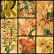 Title: Orchid Patchwork IIArtist: Studio VoltaireMedium: DigitalImage Number: BT 0159 SV Size: 24 x 24