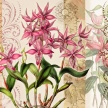 Title: Orchid Poetry I
Artist: Studio Voltaire 
Medium: Digital 
Image Number: BT 0328 SV 
Size: 16 x 20