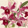 Title: Orchid Poetry IV
Artist: Studio Voltaire 
Medium: Digital 
Image Number: BT 0331 SV 
Size: 16 x 20