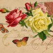 Title: Rose Postcard Botanical IIArtist: Studio VoltaireMedium: DigitalImage Number: BT 0185 SVSize: 16 x 20