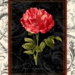 Title: Toile American Beauty Rose Artist: Studio Voltaire Medium: DigitalImage Number: BT 0045 SVSize: 22 x 28