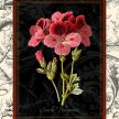 Title: Toile Scarlet Pelargonium Artist: Studio Voltaire Medium: DigitalImage Number: BT 0047 SV Size: 22 x 28