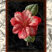 Title: Toile Peppermint Camellia Artist: Studio Voltaire Medium: DigitalImage Number: BT 0048 SV Size: 22 x 28