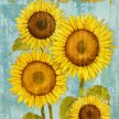 Title: Country Sunflowers IVArtist: Ted ZornsMedium: DigitalImage Number: FA 1587 TZSize: 18 x 24
