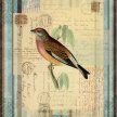 Title: Song Birds I Artist: Studio Voltaire Medium: DigitalImage Number: GR 0097 SV Size: 16 x 20