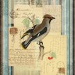 Title: Song Birds III Artist: Studio Voltaire Medium: DigitalImage Number: GR 0099 SV Size: 5 x 7