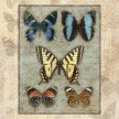 butterfly_collection01