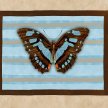 butterfly_tiffany_blue_tan_bg02_HD