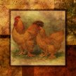 Title:Bert's Hens & Roosters I Artist: Studio Voltaire Medium: DigitalImage Number: GR 0125 SV Size: 16 x 16