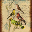 songbird_aviary01