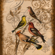 songbird_aviary01B