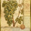 Title: Wine Grapes I Artist: Stduio Voltaire Medium: DigitalImage Number: GR 0069 SV Size: 16 x 20