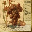 Title: Wine Grapes IVArtist: Studio Voltaire Medium: DigitalImage Number: GR 0255 SV Size: 12 x 12