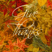 TG_fall_leaves