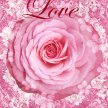 pink_rose_love