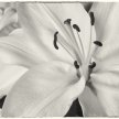 Tony Stuart Photography Floral