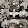 orchid_collage