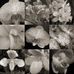 orchid_montage02