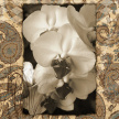 orchid_paisley_photo01