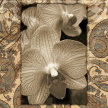 orchid_paisley_photo02