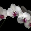 orchid_spray01