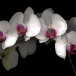 orchid_spray02