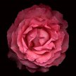 pink_cabbage_rose_med
