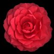 red_camellia003