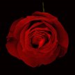 red_rose01