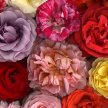 rose_bouquet03