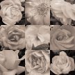 rose_montage02