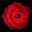rose_perfect_red003