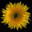sunflower_TB01
