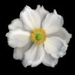 white_anemone001