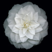 white_camellia