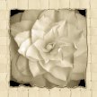 Title: White Flower Trio Artist: Tony Stuart Medium: Photography Image Number: PH 0185 TS Size: 12 x 36