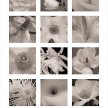 Title: White Flowers Artist: Tony Stuart Medium: PhotographyImage Number: PH 0004 TS Size: 24 x 26