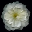 Title: White Rose Artist: Tony Stuart Medium: PhotographyImage Number: PH 0025 TS Size: 18 x 18