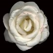 Title: White Rose IVArtist: Tony Stuart Medium: PhotographyImage Number: PH 0039 TSSize: 20 x 20